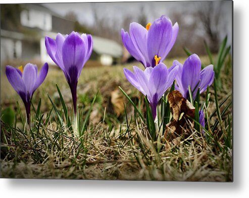 Spring Metal Print featuring the photograph Suburban Spring by Luke Moore