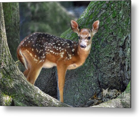 Deer Metal Print featuring the photograph Such A Deer by Kathy Baccari