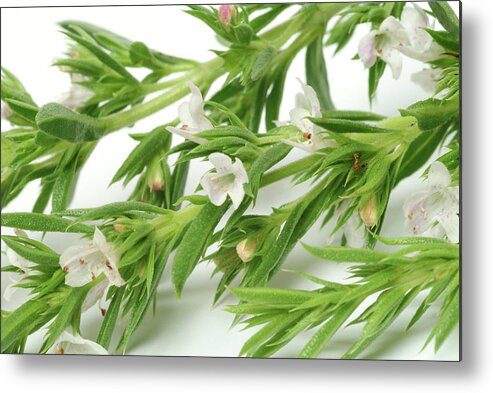 Summer Savory Metal Print featuring the photograph Summer Savory (satureja Hortensis) by Bildagentur-online/th Foto/science Photo Library