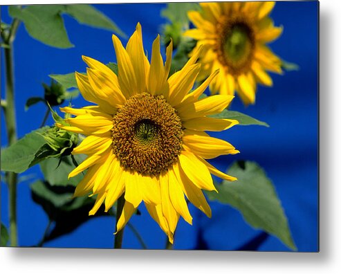 Agriculture Metal Print featuring the photograph Sunflower by John W. Bova