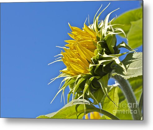 Flowers Metal Print featuring the photograph Sunflower by Linda Bianic