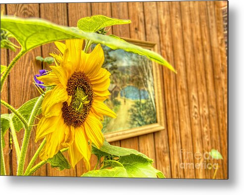 Sunflower On A Fence Metal Print featuring the photograph Sunflower on a fence by Jim Lepard
