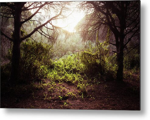 Spooky Metal Print featuring the photograph Sunlight Shining Through The Trees by Ben Welsh / Design Pics