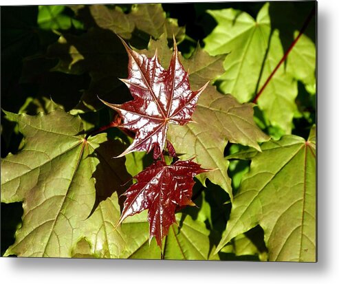 Sunlit New Maple Leaves Metal Print featuring the photograph Sunlit New Maple Leaves by Will Borden