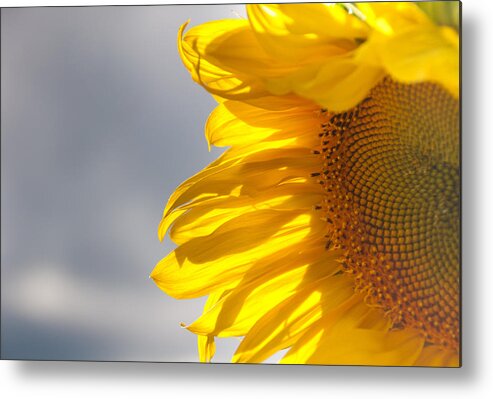 Sunflower Metal Print featuring the photograph Sunny Sunflower by Cheryl Baxter