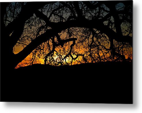 Sunset Oak Metal Print featuring the photograph Sunset through the Oak by Liz Vernand