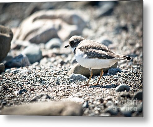  Metal Print featuring the photograph Sunshine on the Shorebird by Cheryl Baxter