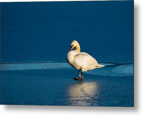 Swan Metal Print featuring the photograph Swan In Last Sunlight On Frozen Lake by Andreas Berthold