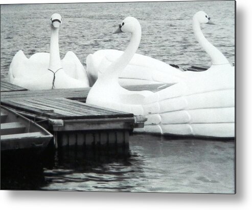 I Had Black And White Film When I Came Across These 3 White Metal Print featuring the photograph White Swan Lake by Belinda Lee
