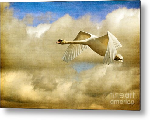Nature Metal Print featuring the photograph Swan Song by Lois Bryan
