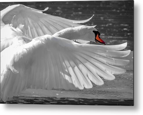  Metal Print featuring the photograph Swan wings by Brian Stevens