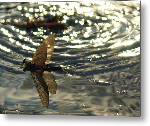 Polingenia Longicauda Metal Print featuring the photograph Swimming in the Light by Mikola Z