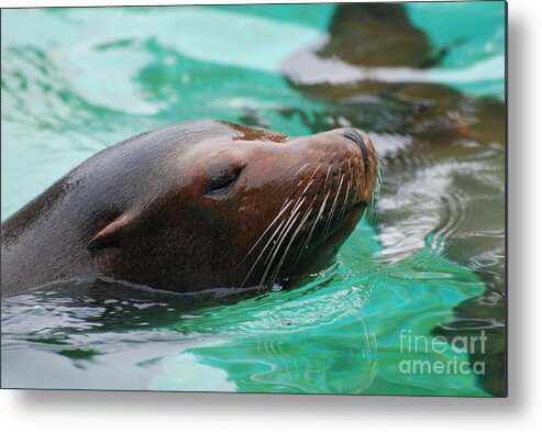Sea Lion Metal Print featuring the photograph Swimming Sea Lion by DejaVu Designs