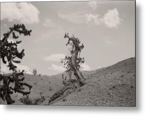 Utah Metal Print featuring the photograph Talking Trees in Bryce Canyon by Carol Whaley Addassi