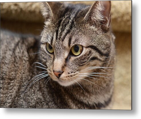 Cats Metal Print featuring the photograph Teddy by Lisa Phillips
