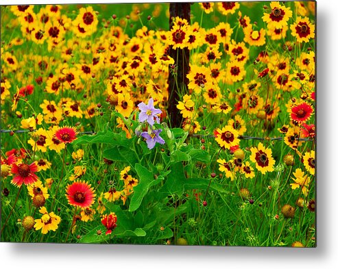 Wildflower Metal Print featuring the photograph Texas Spring Delight by Lynn Bauer