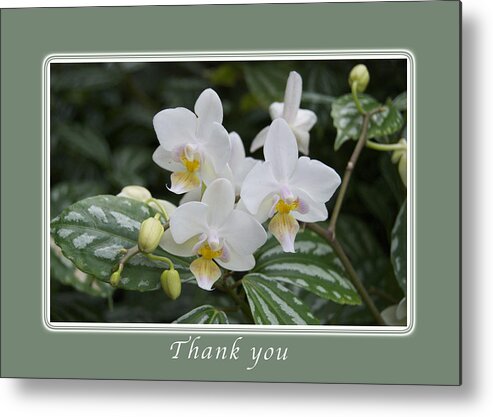 Thank You Metal Print featuring the photograph Thank You White Orchids by Michael Peychich