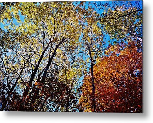 Fall Colours Metal Print featuring the photograph The Canopy by Daniel Thompson