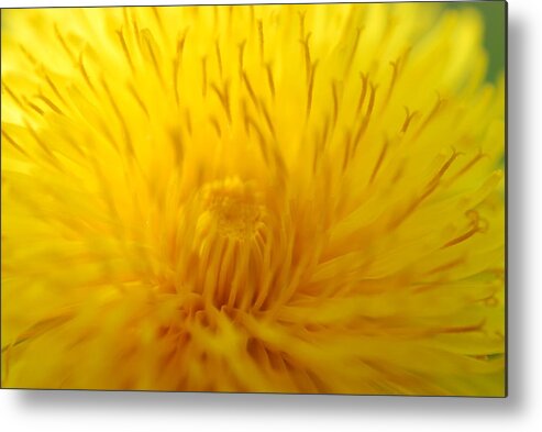 Dandelion Metal Print featuring the photograph The Detail IS in the Dandelion by Kathy Paynter