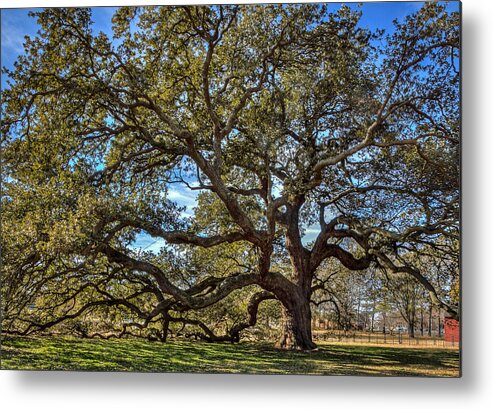 Emancipation Oak Metal Print featuring the photograph The Emancipation Oak Tree at HU by Jerry Gammon