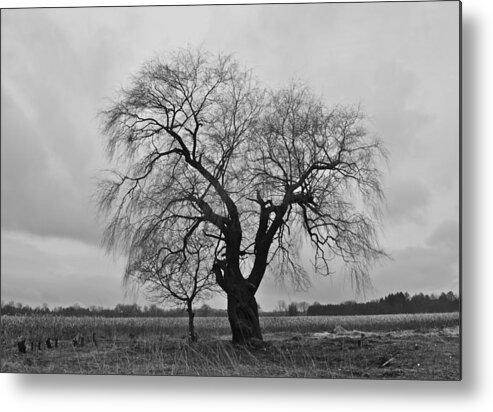 Tree Metal Print featuring the photograph The Fall by Brooke Friendly