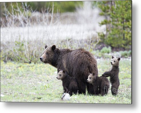Grizzly Bears Metal Print featuring the photograph The Family by Deby Dixon