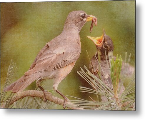 American Robin Metal Print featuring the photograph The Feeding by Michelle Ayn Potter