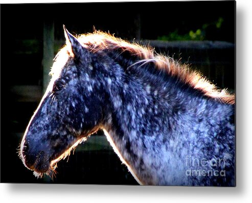 Horse Metal Print featuring the photograph The Galaxy by Rabiah Seminole