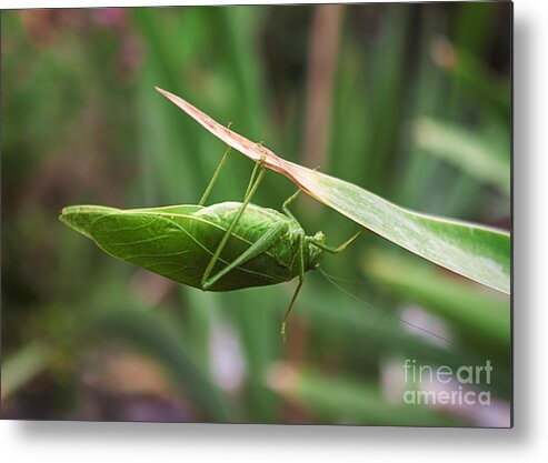 Nature Metal Print featuring the photograph The Katydid by Janice Pariza