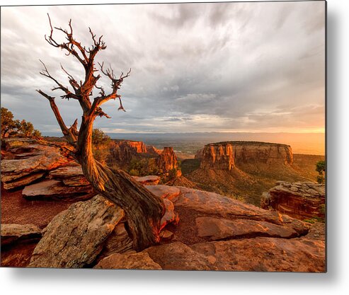 Colorado Metal Print featuring the photograph The Light on the Crooked Old Tree by Ronda Kimbrow