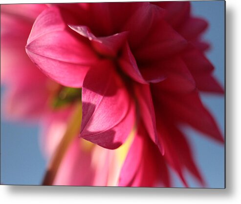 Dahlia Metal Print featuring the photograph The Light Touch by Connie Handscomb