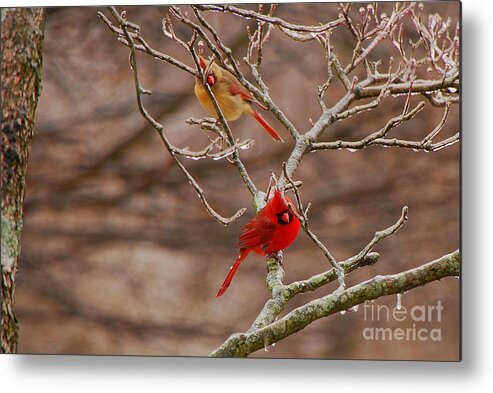 Cardinal Metal Print featuring the photograph The Perfect Pair by Mary Carol Story