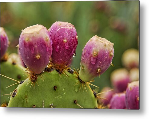 Prickly Pear Cactus Metal Print featuring the photograph The Prickly Pear by Saija Lehtonen