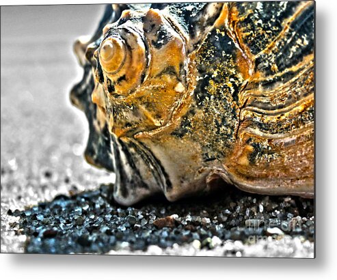 Nature Metal Print featuring the photograph The Shell On The Sand by Sebastian Mathews Szewczyk