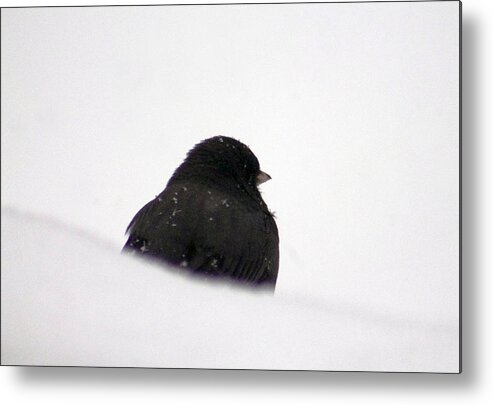 Bird Metal Print featuring the photograph The snow Thinker by Lily K