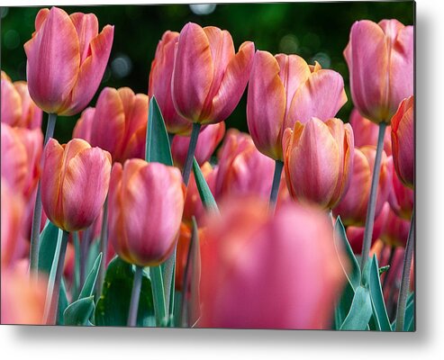 Natural Metal Print featuring the photograph The Spring flowers by Sergey Simanovsky