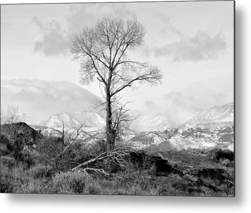 Tree Metal Print featuring the photograph The Stark Tree in Black and White by Lisa Holland-Gillem