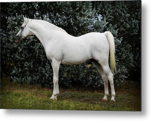 Horse Metal Print featuring the digital art The White Horse by Janice OConnor
