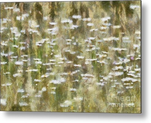 Daisy Metal Print featuring the photograph The Wild Ones by Kerri Farley