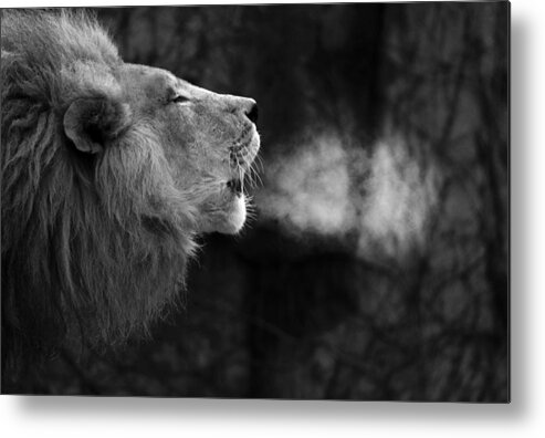 African Metal Print featuring the photograph The Will of the King by Larry Bohlin