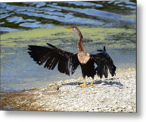 Anhinga Metal Print featuring the photograph They Went That-tah Way by Kathy Baccari