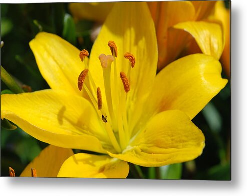 Lilly Metal Print featuring the photograph This Lilly is for Joyce by Kathy Paynter