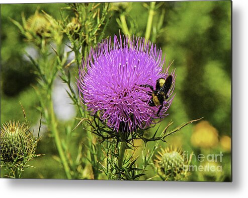 Mary Carol Story Metal Print featuring the photograph Thistle And Bee by Mary Carol Story