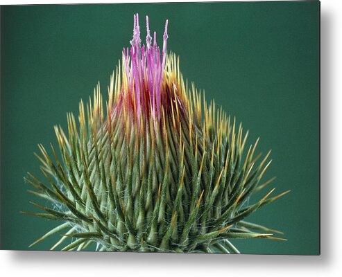 Angiosperm Metal Print featuring the photograph Thistle Bud by Perennou Nuridsany