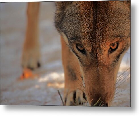 Wolf Metal Print featuring the photograph Those Eyes by Karol Livote