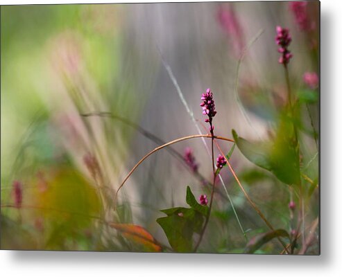 Nature Metal Print featuring the photograph Through the Forest by Tracy Male