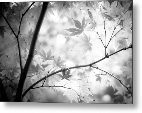 Black And White Metal Print featuring the photograph Through The Leaves by Darryl Dalton