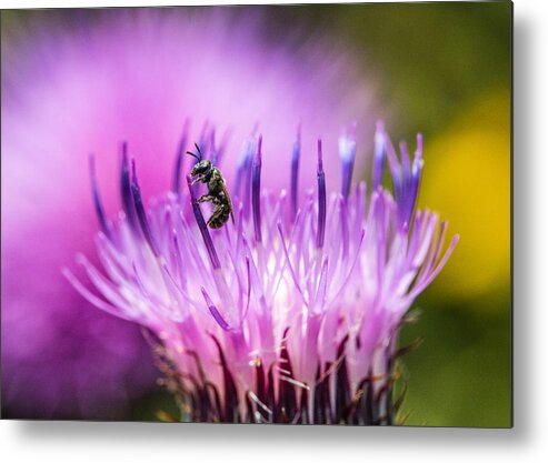 Bee Metal Print featuring the photograph Tiny Dark Bee on Texas Thistle by Steven Schwartzman