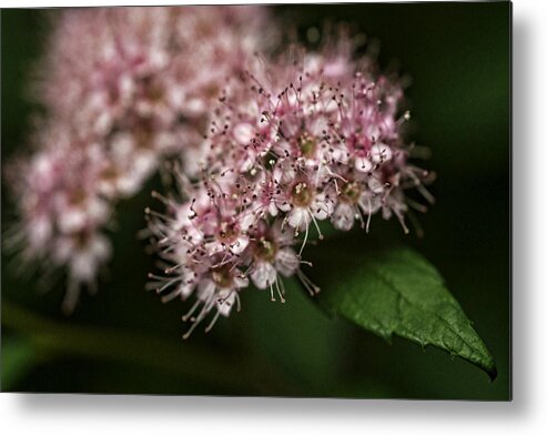 Flowers Metal Print featuring the photograph Tiny flowers by Michael McGowan