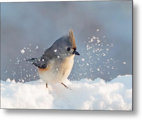 Tufted Metal Print featuring the photograph Titmouse Fun in the Snow by Jack Nevitt